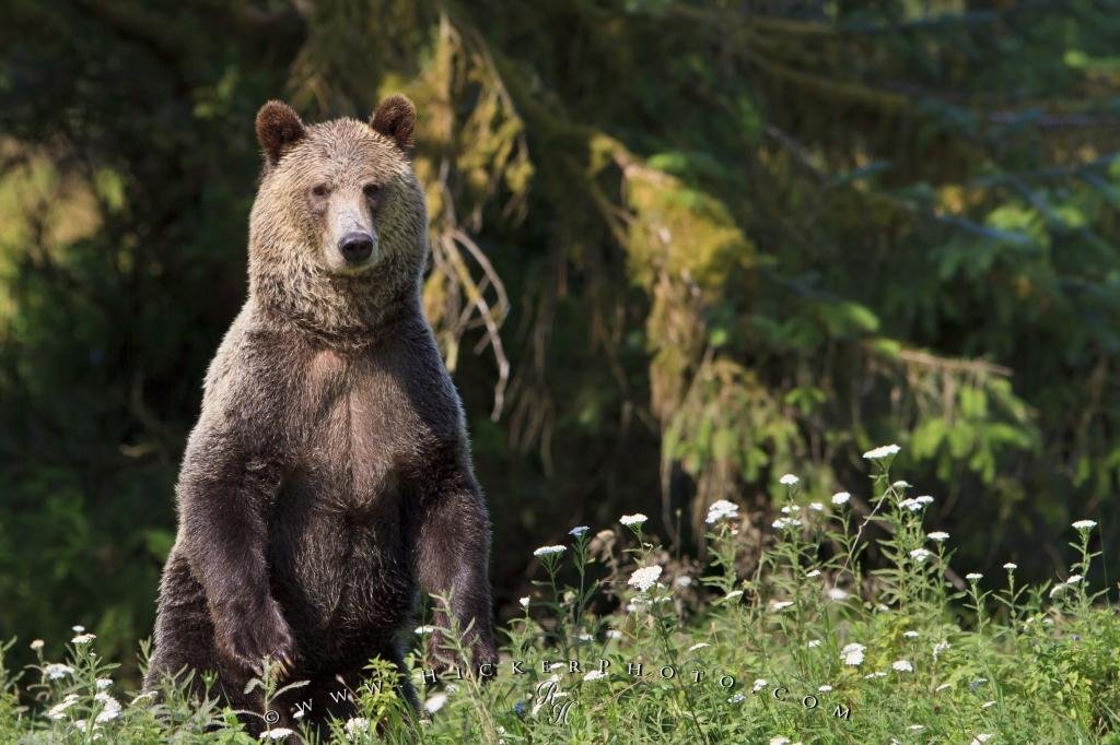 alert-grizzly-bear-56745.jpg